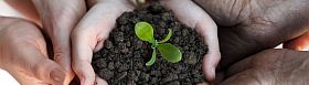 Tree Planting
