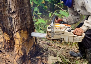 Tree Removal